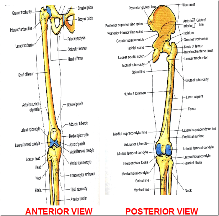 Bones of upper limb, lower limb and vertebrae (Part 2)
